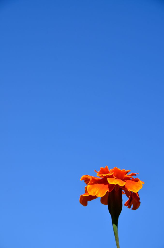 DSC_1292