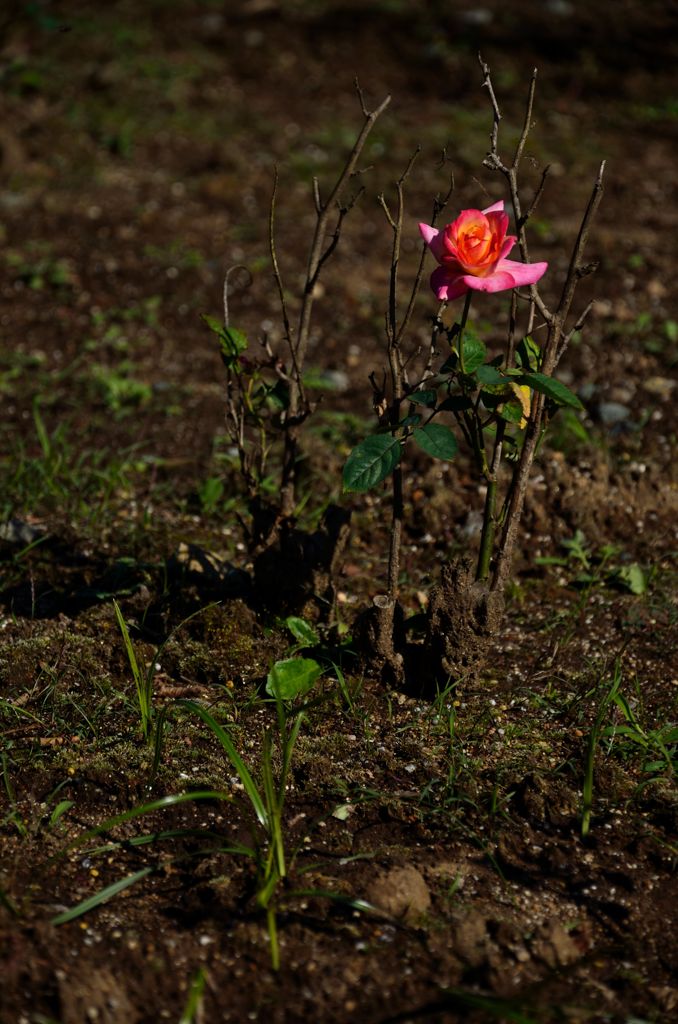 DSC_1264a