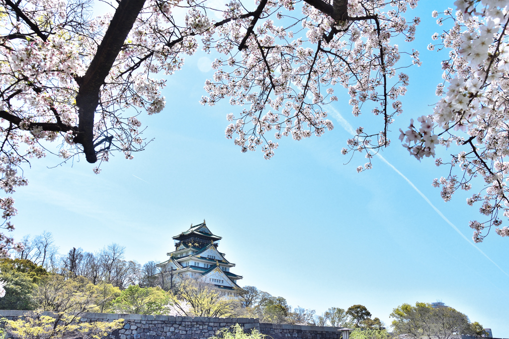 桜とひこうき雲と大阪城