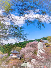 桜の中の仏様