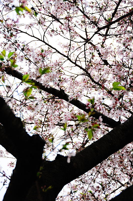 桜　若葉