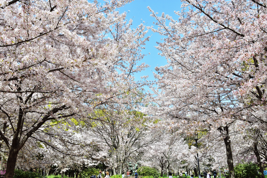 桜に囲まれて。