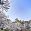 大阪城、桜と緑と飛行機雲。