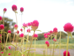 一番気に入った花