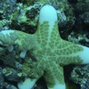 その他の海の生物