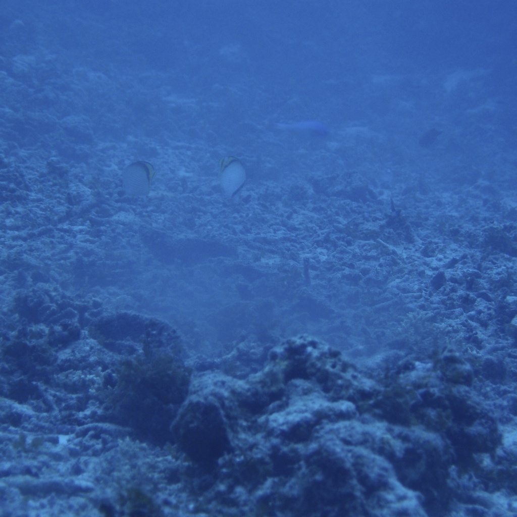 PA081031