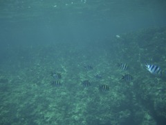CIMG8850