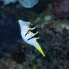 海水魚