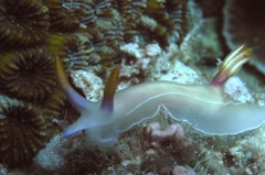 M0011650