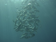 CIMG8797
