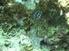 CIMG8794