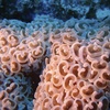 サンゴ