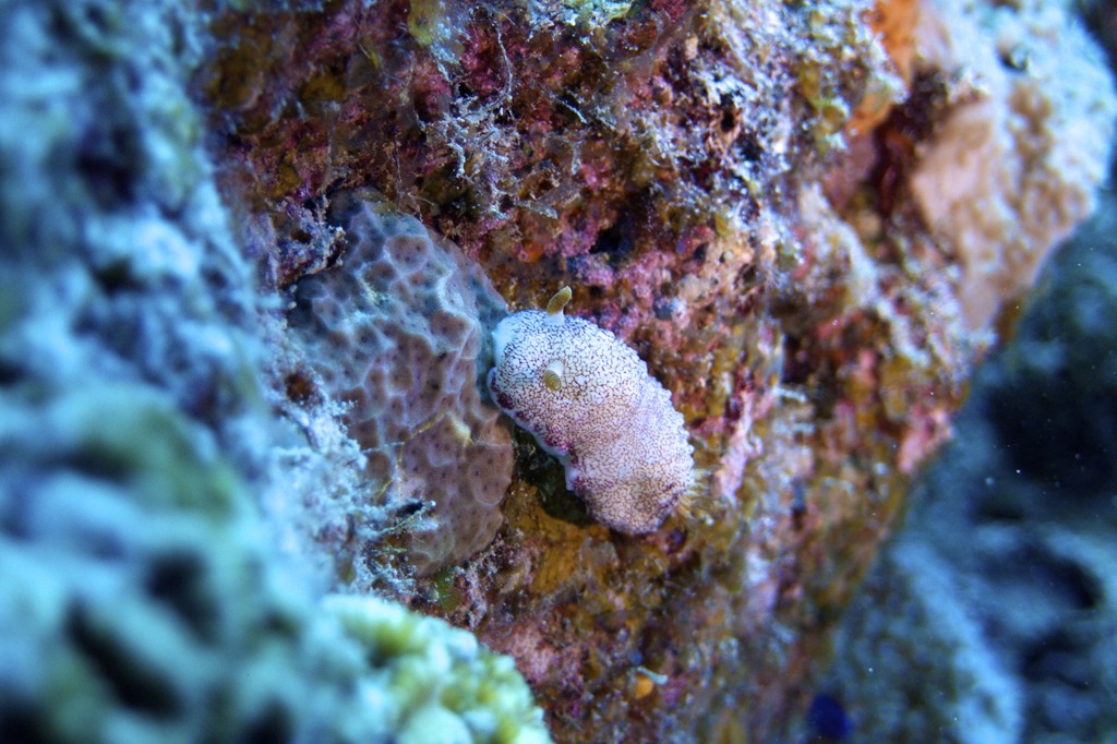 P8130067