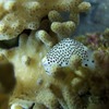 その他の海の生物