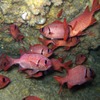 魚類