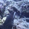 海水魚