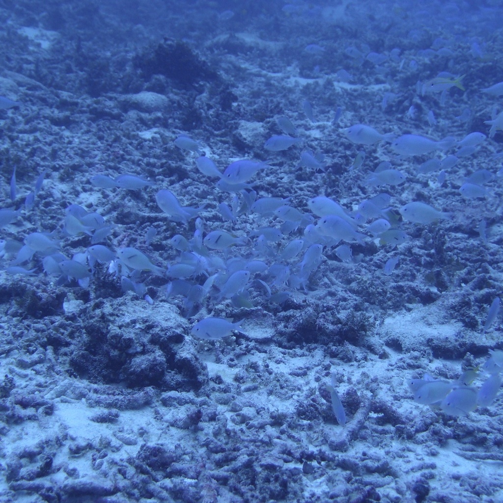 PA081035