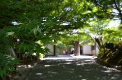 夏の終わりの紅葉