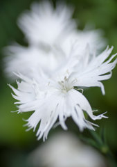 DSC_2298_lite
