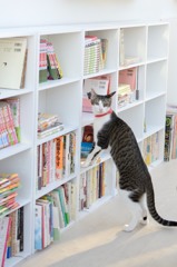そっちじゃなくて，その上の本をとってちょうだい