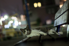 通いつめれば君とも仲良くなれるかな？