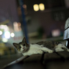 通いつめれば君とも仲良くなれるかな？