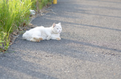 猫の季節