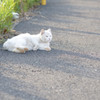 猫の季節