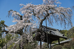 地蔵禅院の桜