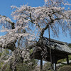 地蔵禅院の桜