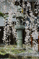 枝垂れ桜と灯籠