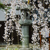 枝垂れ桜と灯籠