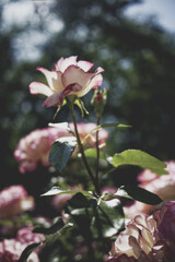 陽光の下の薔薇