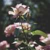 陽光の下の薔薇