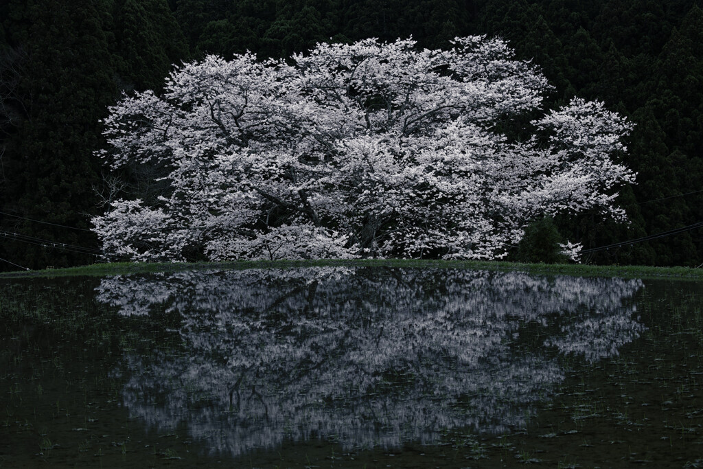 諸木野の桜