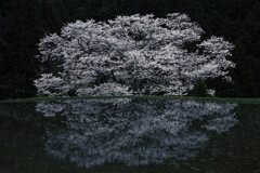 諸木野の桜