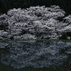 諸木野の桜