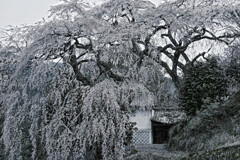 貝原の枝垂れ桜