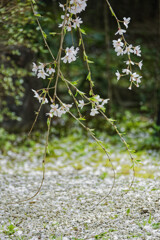 桜の指先