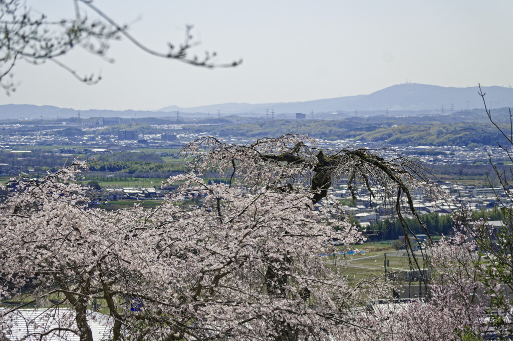 街見下ろす桜