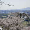 街見下ろす桜