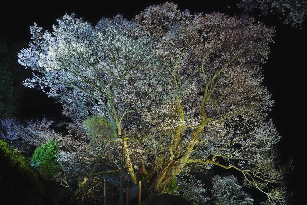 千年桜
