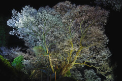 千年桜