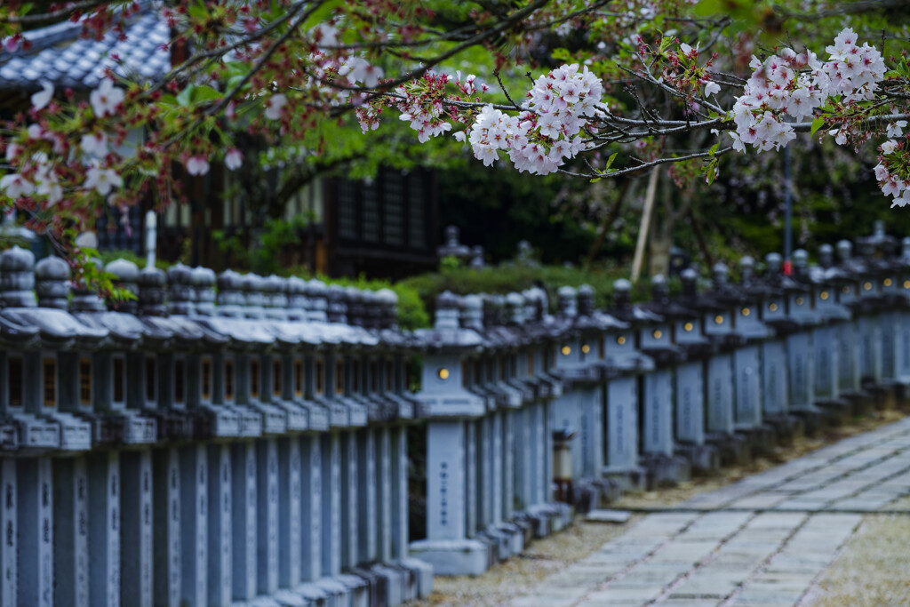 桜と石灯籠