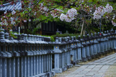 桜と石灯籠