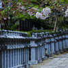 桜と石灯籠