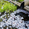 水桜