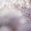 桜ふわり