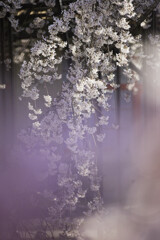 枝垂れ桜