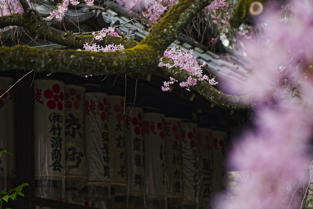 桜と提灯